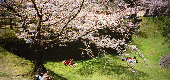 Hanami.