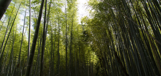 Im Arashiyama Bambushain.