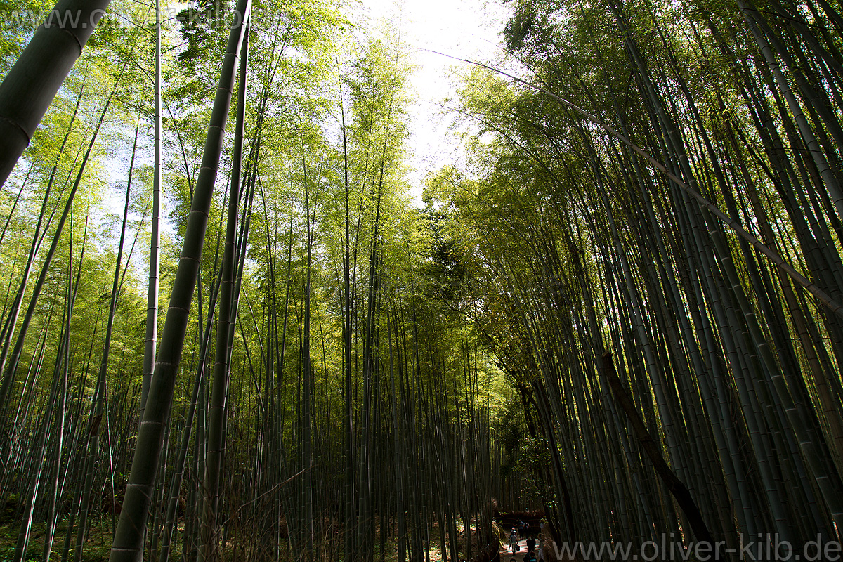 Im Arashiyama Bambushain.