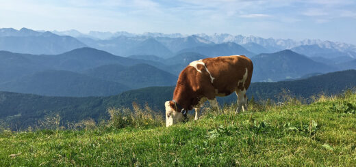 Erstmal Gras fressen.